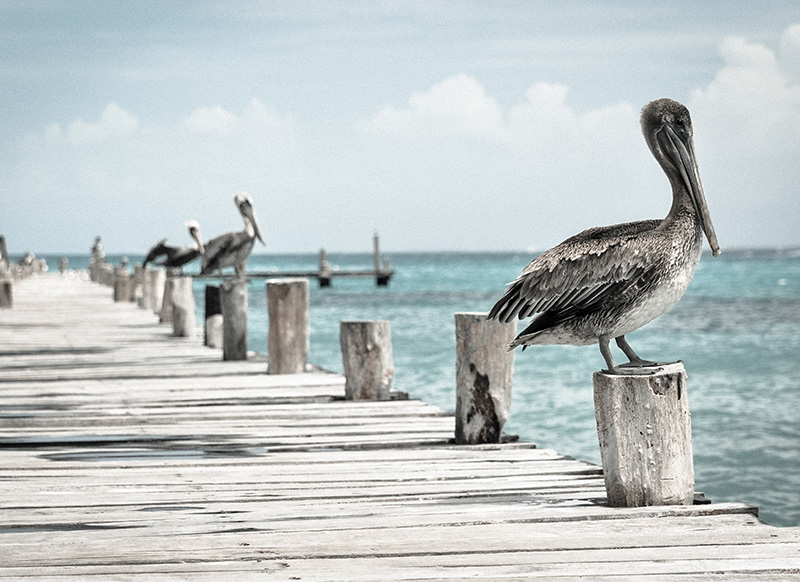 qode interactive strata