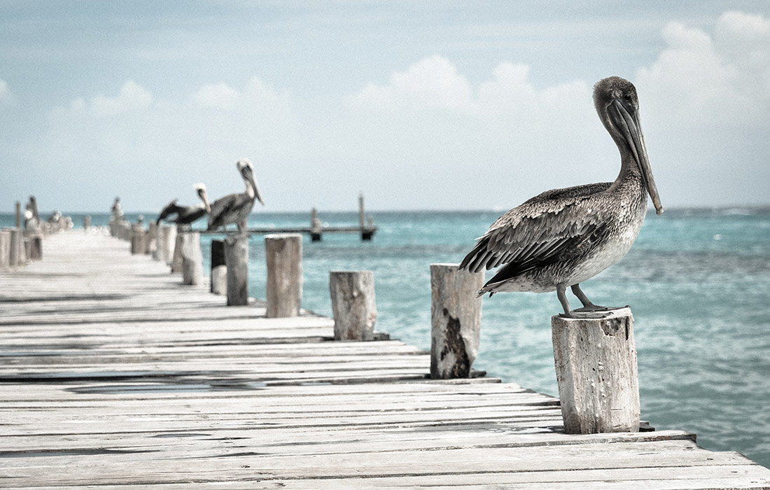 qode interactive strata